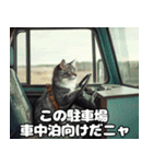 車中泊ねこ（個別スタンプ：17）