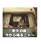 車中泊ねこ（個別スタンプ：20）