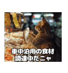 車中泊ねこ（個別スタンプ：22）