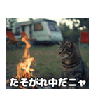 車中泊ねこ（個別スタンプ：25）