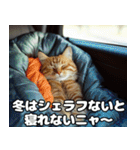 車中泊ねこ（個別スタンプ：28）