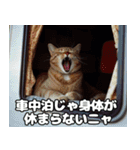 車中泊ねこ（個別スタンプ：31）