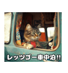 車中泊ねこ（個別スタンプ：32）