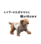 くあちるガールズwith犬（個別スタンプ：32）