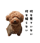 くあちるガールズwith犬（個別スタンプ：33）
