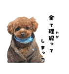 くあちるガールズwith犬（個別スタンプ：34）