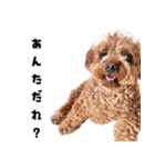 くあちるガールズwith犬（個別スタンプ：36）