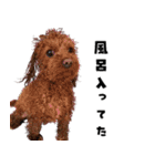 くあちるガールズwith犬（個別スタンプ：38）