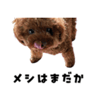 くあちるガールズwith犬（個別スタンプ：39）