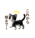 動く♡フェルト猫の関西弁連絡(ハチワレ)（個別スタンプ：3）