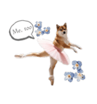 プリマドンナ柴犬太（個別スタンプ：1）