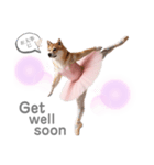 プリマドンナ柴犬太（個別スタンプ：2）