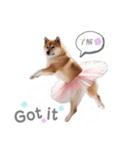 プリマドンナ柴犬太（個別スタンプ：3）