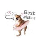 プリマドンナ柴犬太（個別スタンプ：4）