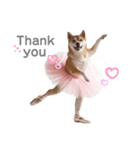 プリマドンナ柴犬太（個別スタンプ：5）