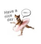 プリマドンナ柴犬太（個別スタンプ：6）