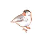 犬と猫と文鳥のほんわかなかよしスタンプ（個別スタンプ：37）