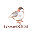 犬と猫と文鳥のほんわかなかよしスタンプ（個別スタンプ：38）