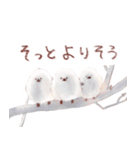 犬と猫と文鳥のほんわかなかよしスタンプ（個別スタンプ：39）