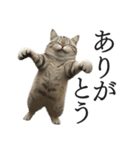 全力サバトラ猫ミーム(よく使う言葉)（個別スタンプ：1）