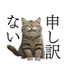 全力サバトラ猫ミーム(よく使う言葉)（個別スタンプ：7）