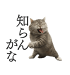 全力サバトラ猫ミーム(よく使う言葉)（個別スタンプ：20）