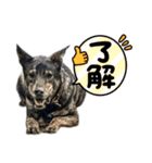 えひめ保護犬猫応援部 コハクくん（個別スタンプ：5）