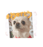 チワワのマシュマロ日常会話1（個別スタンプ：2）