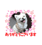チワワのマシュマロ日常会話1（個別スタンプ：3）