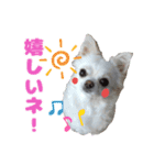 チワワのマシュマロ日常会話1（個別スタンプ：10）