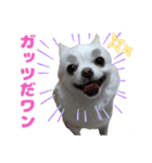 チワワのマシュマロ日常会話1（個別スタンプ：12）