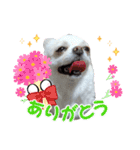 チワワのマシュマロ日常会話1（個別スタンプ：13）
