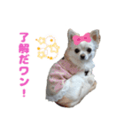 チワワのマシュマロ日常会話1（個別スタンプ：15）