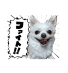 チワワのマシュマロ日常会話1（個別スタンプ：17）
