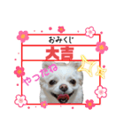 チワワのマシュマロ日常会話1（個別スタンプ：18）