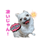 チワワのマシュマロ日常会話1（個別スタンプ：19）