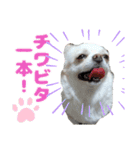 チワワのマシュマロ日常会話1（個別スタンプ：20）