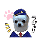 チワワのマシュマロ日常会話1（個別スタンプ：23）
