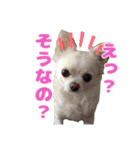 チワワのマシュマロ日常会話1（個別スタンプ：24）
