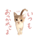 猫殿の日常Part2（個別スタンプ：6）