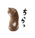 猫殿の日常Part2（個別スタンプ：7）