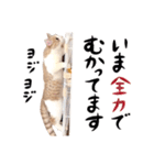 猫殿の日常Part2（個別スタンプ：10）