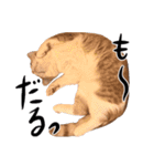 猫殿の日常Part2（個別スタンプ：12）