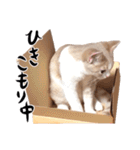 猫殿の日常Part2（個別スタンプ：20）