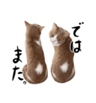 猫殿の日常Part2（個別スタンプ：40）