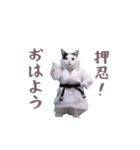 動く！押忍！猫ミーム（個別スタンプ：3）