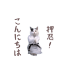 動く！押忍！猫ミーム（個別スタンプ：4）