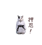 動く！押忍！猫ミーム（個別スタンプ：20）