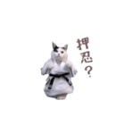 動く！押忍！猫ミーム（個別スタンプ：21）