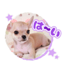 スムースチワワ「ウーピー」（個別スタンプ：1）